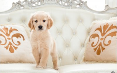 The Best Way to Enjoy Your Dog’s Puppy Stage!