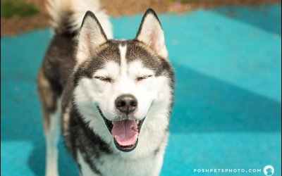 Project 52 – Colour | Toronto Pet Photographer