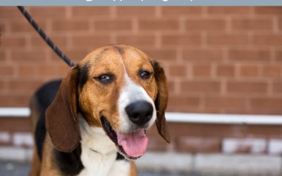 Adoptables – TAS | Toronto Dog Photographer