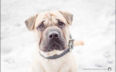 Posh ‘Tails’ – Washburn | Toronto Dog Photographer