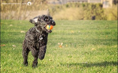 Project 52 – Joy | Toronto Pet Photographer