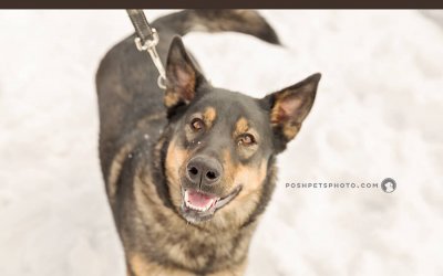 Adoptables – Toronto Animal Services | Toronto Pet Photographer