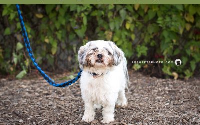 Adoptables – Toronto Animal Services (North) | Toronto Dog Photography
