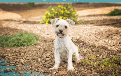Adoptables | Posh Pets Photography