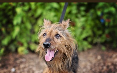 Adoptables – Toronto Animal Services | Toronto Pet Photographer