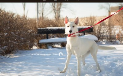 Adoptables – Toronto Animal Services | Pet Photographer