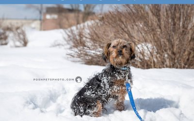 Adoptables – Toronto Animal Services | Toronto Pet Photography