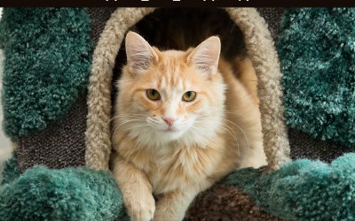 Adoptables – Toronto Animal Services | Toronto Pet Photographer