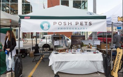 Pampered Pooches Wrap-Up – Part 1 | Liberty Village Dog Photography