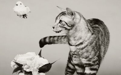 Project 52 – Black & White Imagery | Toronto Cat Photographer