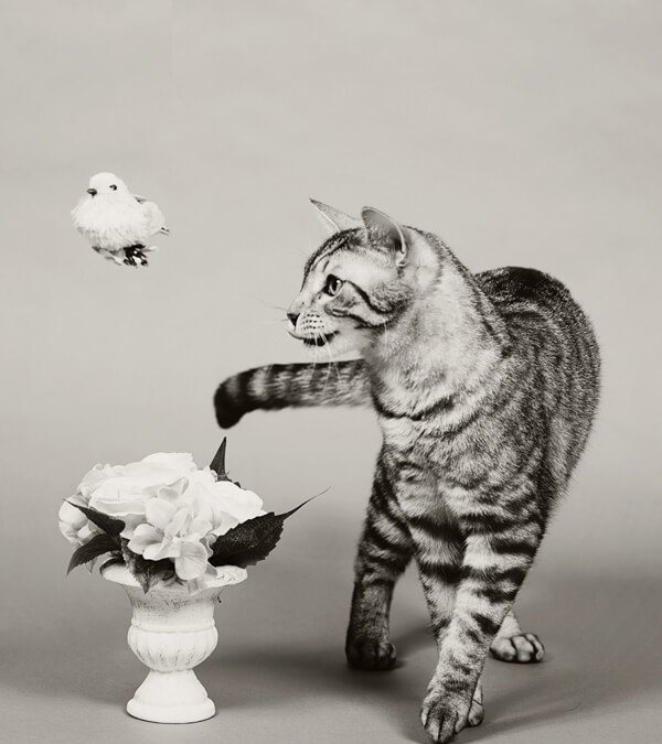 Project 52 – Black & White Imagery | Toronto Cat Photographer