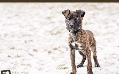 TAS Adoptables | Pet Photography Toronto