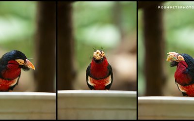 Project 52 – Triptych | Beautiful Bird Photography