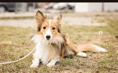 Adoptables – Toronto Animal Services | Toronto Pet Photographer