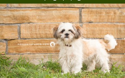 Adoptables – Toronto Animal Services | GTA Dog Photography