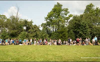 DoodleRomp – SwissRidge Kennels | Guelph, Ontario Dog Photography