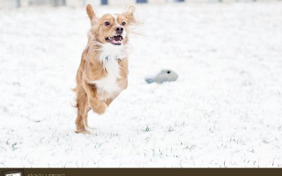 Project 52 – Action | Pet Photographer