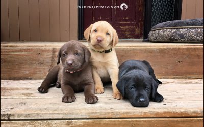 And They Call it Puppy Love | Three Ways to Capture Puppyhood