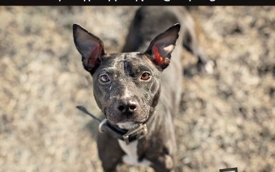 Adoptables – Toronto Animal Services | Pet Photographer