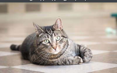 Adoptables – Toronto Animal Services | Dog & Cat Photographer