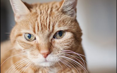 One Year Later… | Pet Photographer in Canada