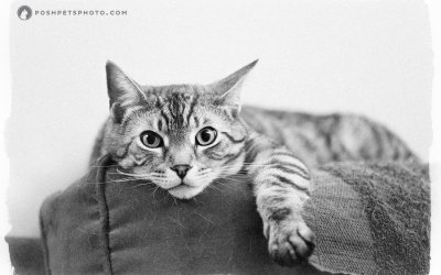 Baxter – Happy Gotcha Day! | Toronto Pet Photography