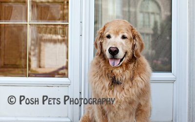 Tribute – Rico | Dog Photographer Richmond Hill