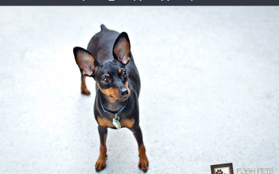 Adoptables – Toronto Animal Services | Dog Photographer in Toronto