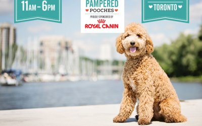Pampered Pooches…for all things doggy… | Toronto Dog Photographer