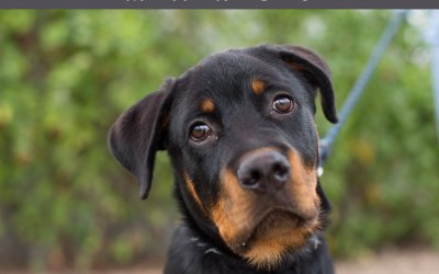 Adoptables – Toronto Animal Services | Exclusive Toronto Pet Photographer