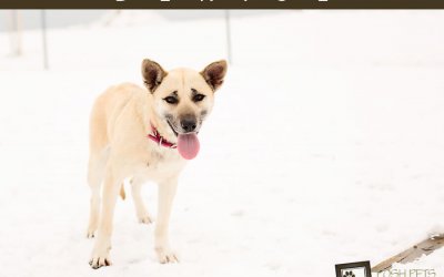 Adoptables – Toronto Animal Services | Pet Photographer