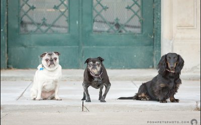 A Session With a Little Trio of Dogs in Downtown Toronto.