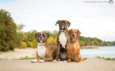 Murphy, Parker & Wally – We Are Family! | Ontario Dog Photographer