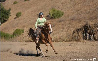 Focus on Horses Workshop | Toronto Equine Photography
