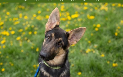Adoptables – Toronto Animal Services | Toronto Pet Photographers