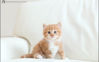 Milo – Tiny and Orange | Toronto Kitten Photographer