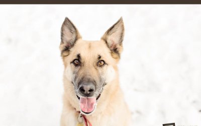 Adoptables – Toronto Animal Services | Ontario Pet Photographer