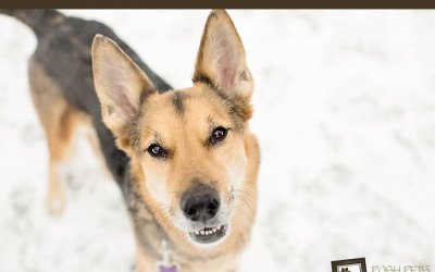 Adoptables – Toronto Animal Services | Dog & Cat Photographer