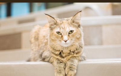 Adoptable Cats – Toronto Animal Services | Ontario Pet Photography