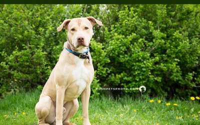 Adoptables – Toronto Animal Services | Pet Photographer in Toronto, Ontario