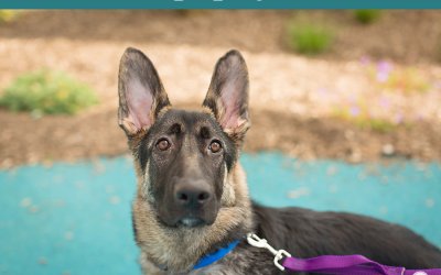 Adoptables – Toronto Animal Services | Pet Photography