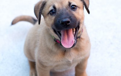 Animal Cartoons | Brampton Pet Photographer