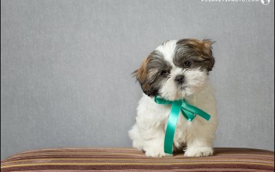 Niko | Toronto Puppy Photographer