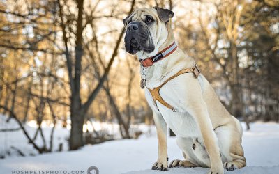 Washburn – A Perfect Gentleman | Toronto Dog Photographer