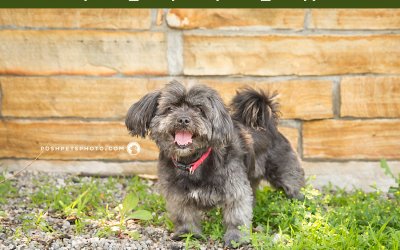 Adoptables – Toronto Animal Services | Ontario Dog Photography