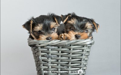 Puppies! | Toronto Dog Photographer