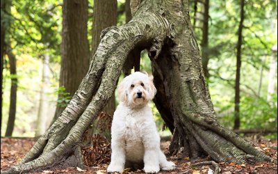 Monty –  A Golden Doodle Boy…| Toronto Pet Photographer