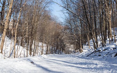 2013 Plans | Toronto Posh Pets Photography