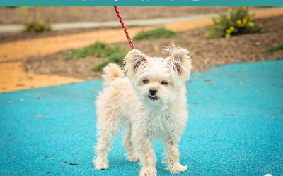 Adoptables – Toronto Animal Services | Pet Photographer in Toronto