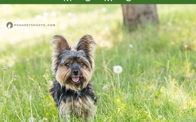 Adoptables – Toronto Animal Services | Canada Dog and Cat Photographer